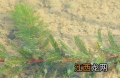 金鱼藻科植物 金鱼藻科