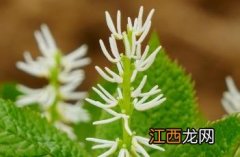 金粟兰科 金粟兰科植物具有