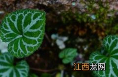 斑叶堇菜 斑叶堇菜多少钱一斤