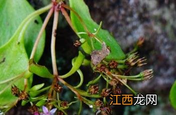 小山飘风 小山飘风花