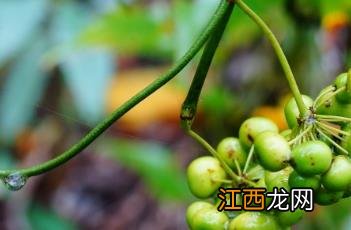 尖叶菝葜 尖尖叶图片