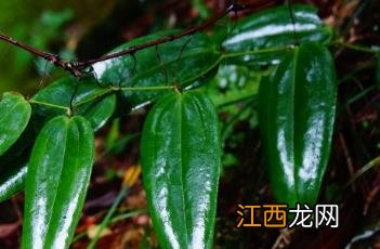 尖叶菝葜 尖尖叶图片