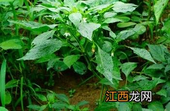 春季辣椒种植技术 春季辣椒种植技术要点