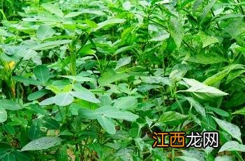 春季辣椒种植技术 春季辣椒种植技术要点