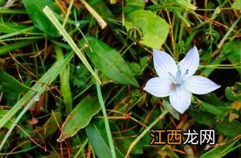 肋柱花 肋柱花花语