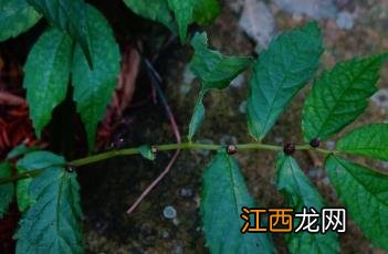 庐山楼梯草 庐山楼梯草图片