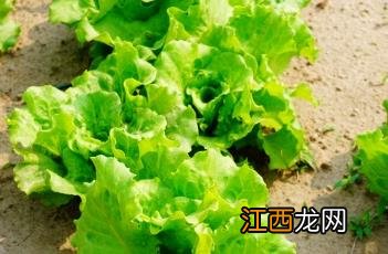 生菜露地栽培技术视频 生菜露地栽培技术