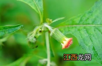 野茼蒿 野茼蒿图片