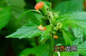 野茼蒿 野茼蒿图片