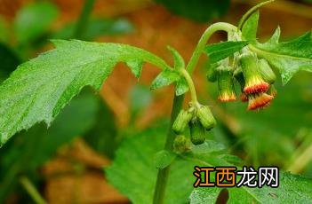 野茼蒿 野茼蒿图片