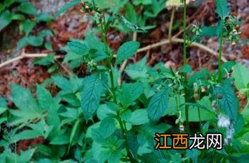 野茼蒿 野茼蒿图片