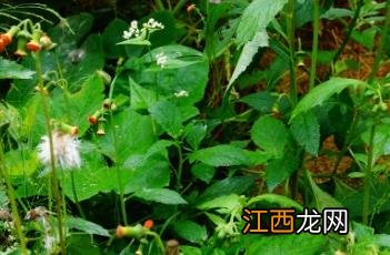 野茼蒿 野茼蒿图片