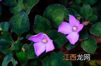 肉穗草 肉穗草和楮头红的区别