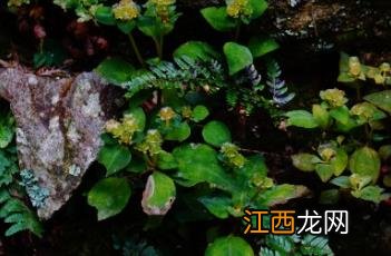 肉穗草 肉穗草和楮头红的区别