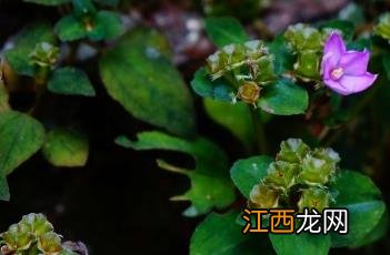 肉穗草 肉穗草和楮头红的区别