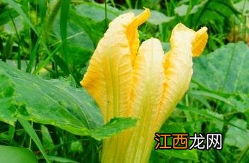 西瓜的种植方法和管理技术 南瓜的种植技术