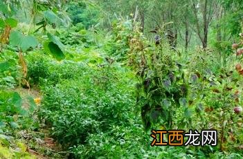 辣椒非正常落叶的原因是 辣椒非正常落叶的原因