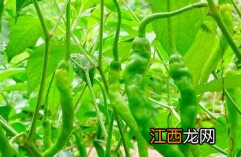辣椒非正常落叶的原因是 辣椒非正常落叶的原因