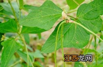 豇豆种植注意事项 豇豆种植注意事项有哪些