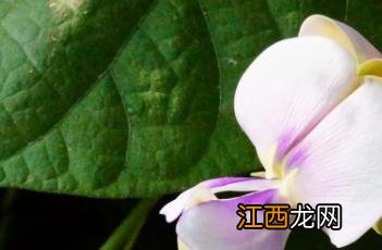 豇豆种植注意事项 豇豆种植注意事项有哪些