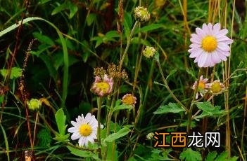 小山菊的功效 小山菊