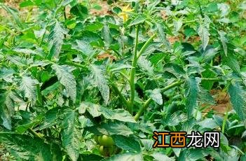 番茄打叶的方法 番茄打叶方法