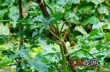 番茄打叶的方法 番茄打叶方法