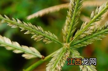 牛筋草 牛筋草煮鸡蛋的功效与作用