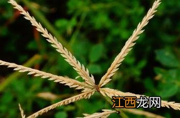 牛筋草 牛筋草煮鸡蛋的功效与作用