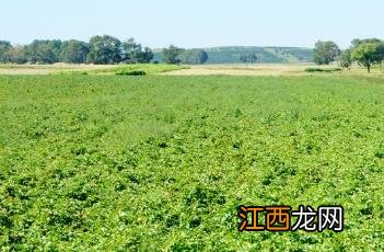 土豆的种植方法 花盆种土豆的种植方法