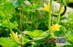 攀缘茎和缠绕茎的区别 攀缘茎