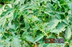 夏季西红柿施肥方法 西红柿种植技术及施肥方法