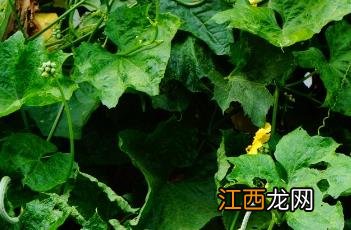 阳台种植丝瓜 阳台种植丝瓜如何牵藤