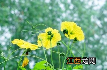 阳台种植丝瓜 阳台种植丝瓜如何牵藤