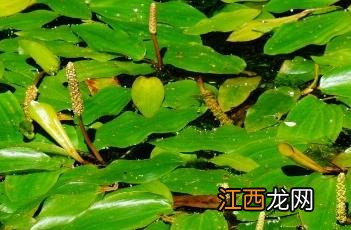 眼子菜 眼子菜的功效与用途