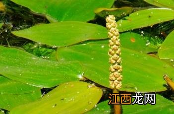 眼子菜 眼子菜的功效与用途