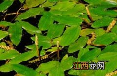 眼子菜 眼子菜的功效与用途