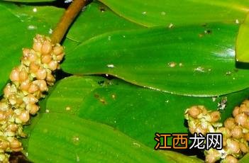 眼子菜 眼子菜的功效与用途