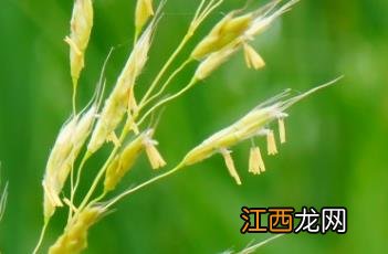 大油芒草图片 大油芒