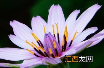 红花婆罗门参图片 红花婆罗门参