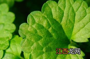 凸波缘 凸缘是什么意思