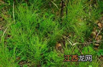 问荆 问荆草图片