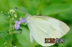 荆芥穗 荆芥