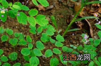 偏翅唐松草 偏翅唐松草可以盆栽吗