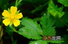 春委陵菜 红茎委陵菜