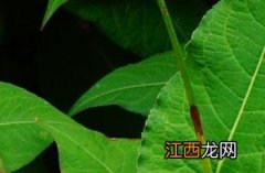 抱茎叶基 什么是抱茎叶