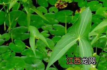 箭形叶基植物 箭形叶基