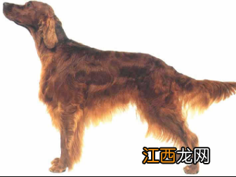 无锡市禁止个人饲养的犬类 无锡养犬规定