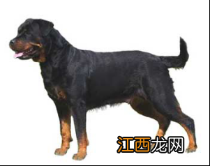 无锡市禁止个人饲养的犬类 无锡养犬规定