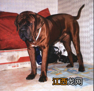 无锡市禁止个人饲养的犬类 无锡养犬规定